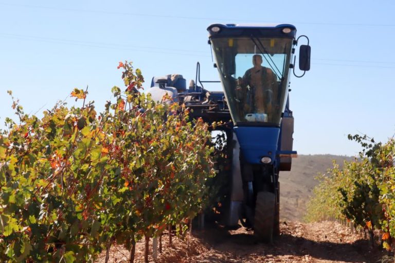 Produção de vinho cai 20% este ano para valor mais baixo da última década – INE