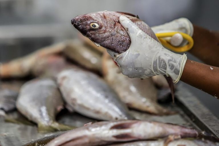 Cabo Verde abre concurso para relançar unidade de processamento de pescado
