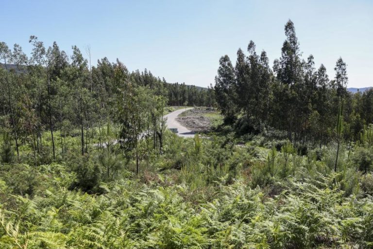 Portugal registou o maior crescimento florestal (11,1%) da UE em 2023 – Eurostat