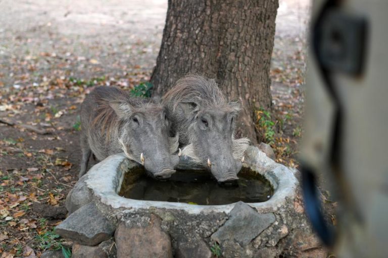 Javalis na Europa podem ser quase 20 milhões, Portugal com quase 400 mil, estudo