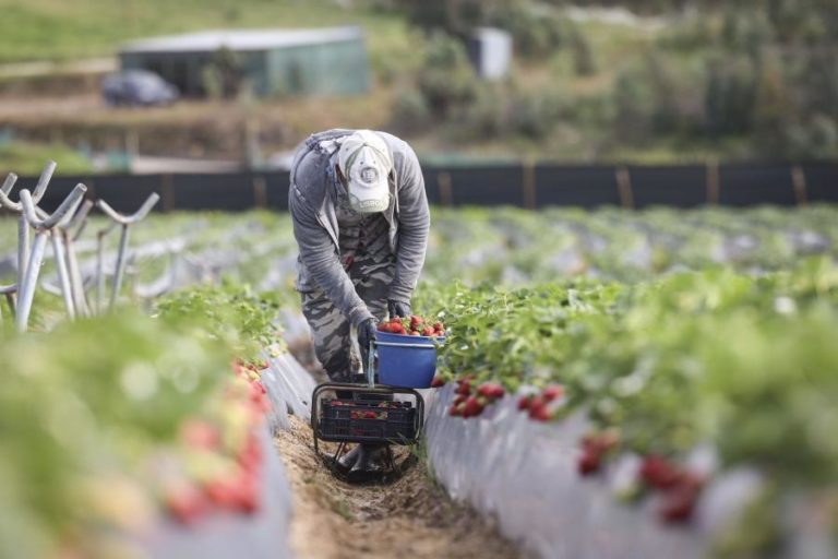 Rendimento agrícola cai 10,7% em 2025 devido à redução dos subsídios – INE