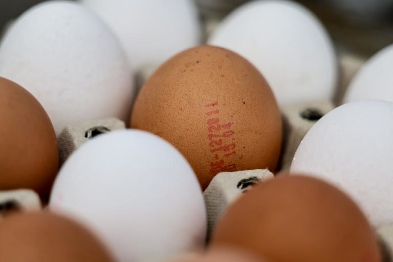 Gripe das aves confirmada em exploração de galinhas em Tomar