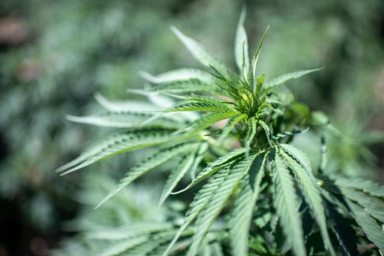 Canábis continua a ser a droga mais consumida em Portugal