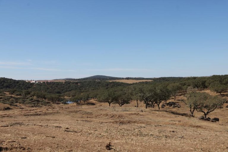 Alentejo e Madeira abaixo do crescimento real do PIB registado nas regiões em 2024