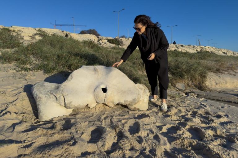 Osso de baleia com milhares de anos deu à costa em praia da Figueira da Foz