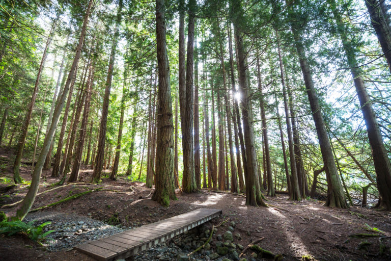 Canadá intensifica financiamento global para recuperação florestal