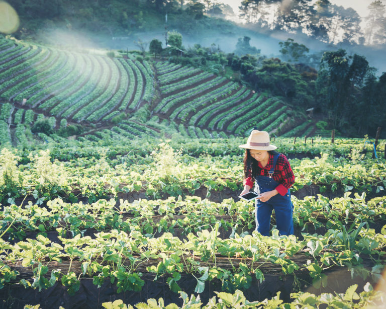 Relação entre Canadá e EUA preocupa setores agrícola e agroalimentar