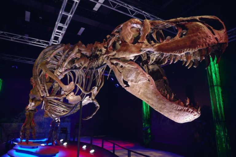 Novo estudo mostra que ‘rei dos dinossauros’ crescia até aos 40 anos
