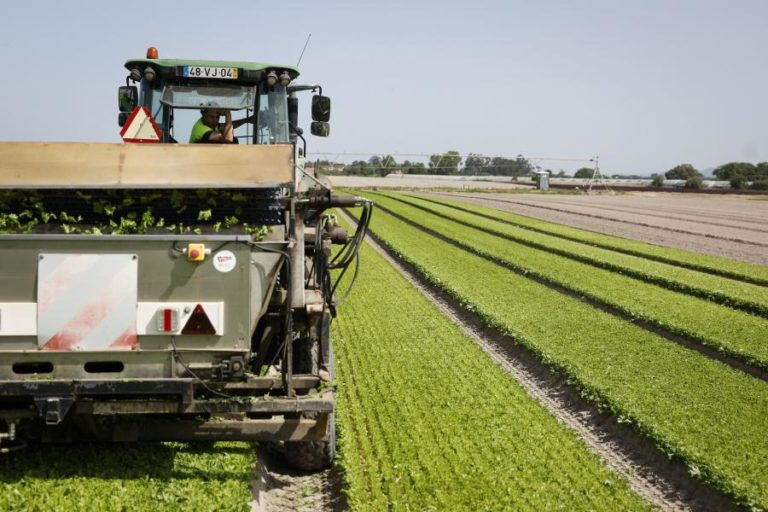 Desemprego baixa para 5,7% em novembro e toca mínimo de 23 anos – INE