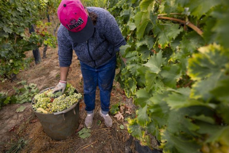 Viticultores confirmam descida da produção e apontam dedo às condições meteorológicas