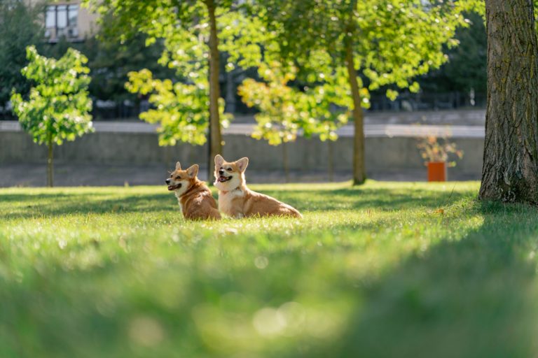 Autarquia de Brampton convida a adotar um parque