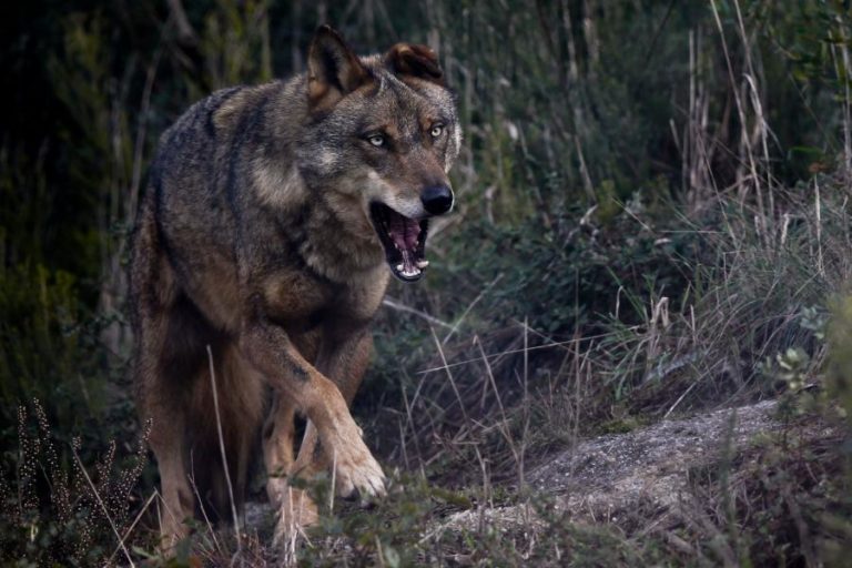 Produtores de gado criam movimento para acabar com a proteção ao lobo