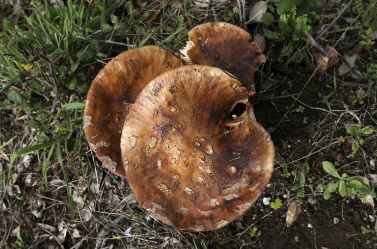 Cuga assume que a dispensa de trabalhadores é uma consequência que não desejava