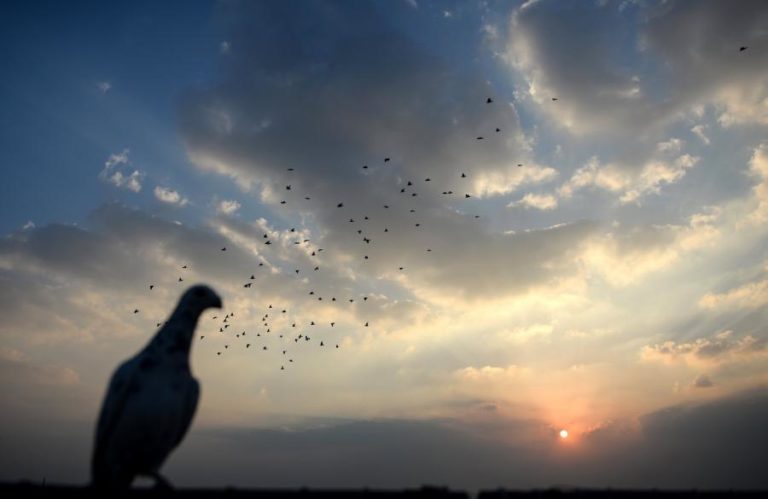 Departamento científico liderado por filha de Putin vai criar ‘pombos-espiões’