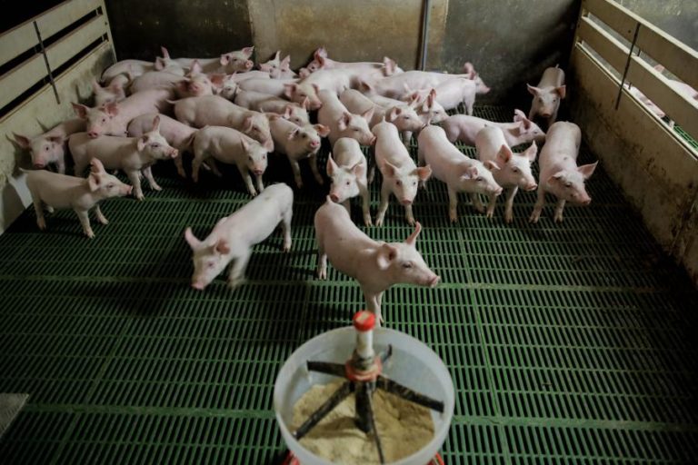 Quase 50 explorações suinícolas ainda sem eletricidade — Federação