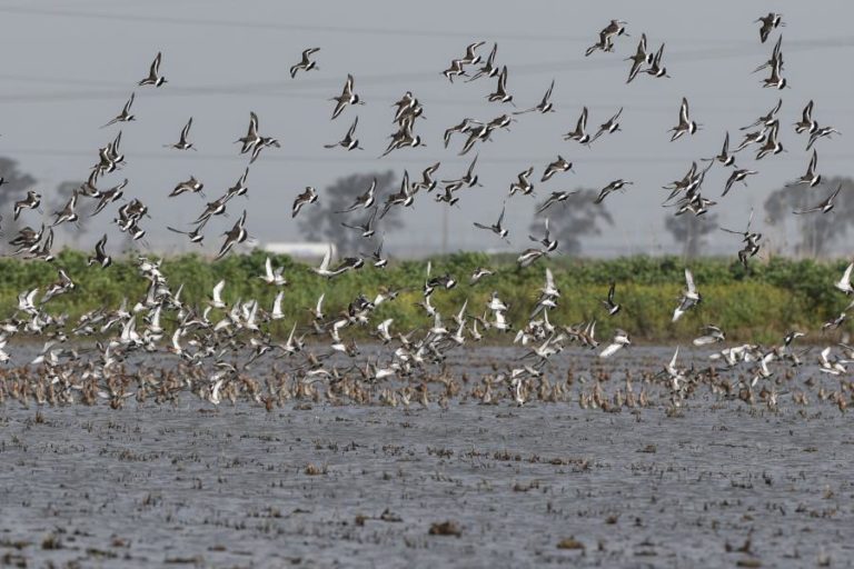 Movimento das aves aquáticas afeta propagação da gripe aviária