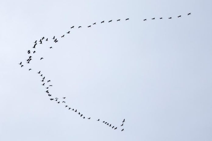 43994907.jpg