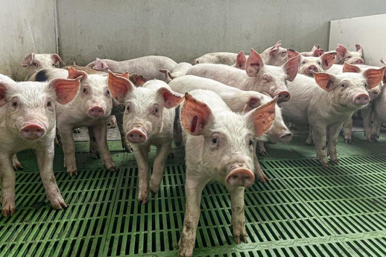 Suinicultores apontam “maior crise de sempre” e querem urgência nos apoios
