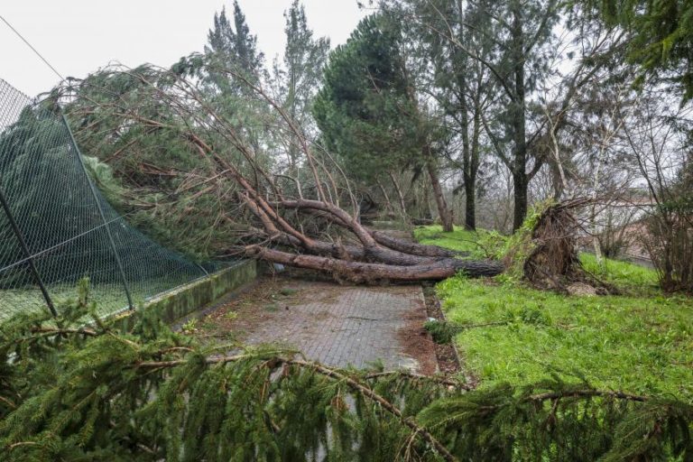 Mau tempo: Registadas 256 ocorrências entre as 00:00 e as 10:00 com inundações e quedas de árvores
