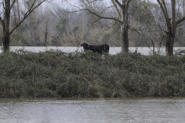 Níveis do rio Mondego em Montemor-o-Velho começam a baixar mas situação ainda é crítica