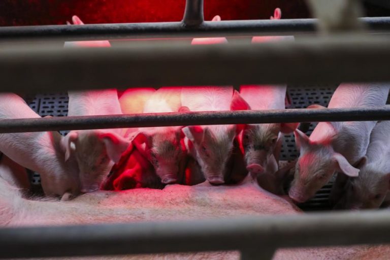 Pecuária em Leiria perdeu 200 leitões à espera da luz que não veio