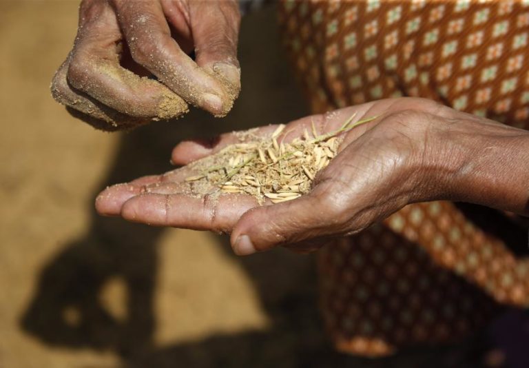Moçambique quer apoio da Tailândia para aumentar produção de arroz
