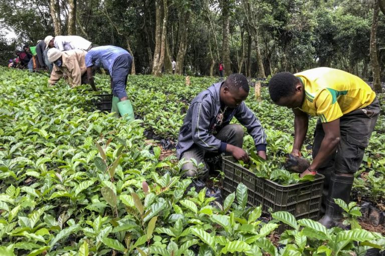 Estudo revela aroma de jasmim e frutas no café moçambicano do parque de Chimanimani