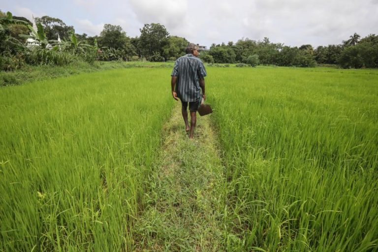 Preço alto dos fertilizantes vai agravar situação dos produtores angolanos – associações