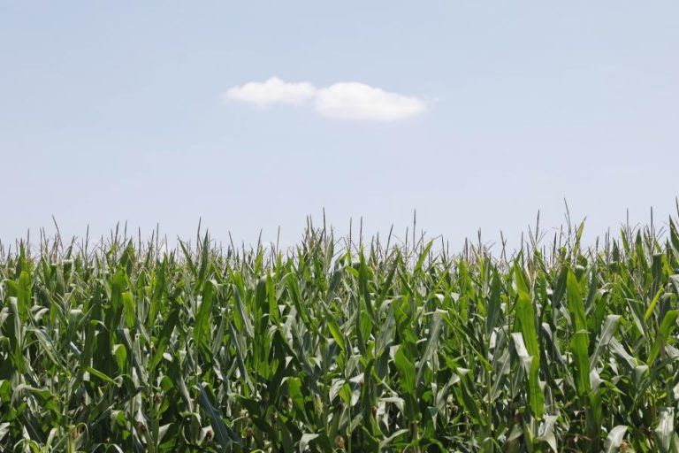 Angola ainda importa milho apesar de ter aumentado produção do cereal – Governo