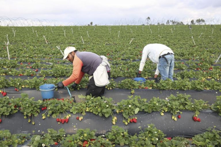 Agricultura perdeu 210.000 trabalhadores nos últimos 30 anos — Estudo