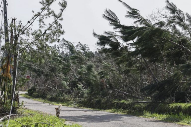 Cerca de 50ME de prejuízos reportados por 2.661 agricultores no Norte