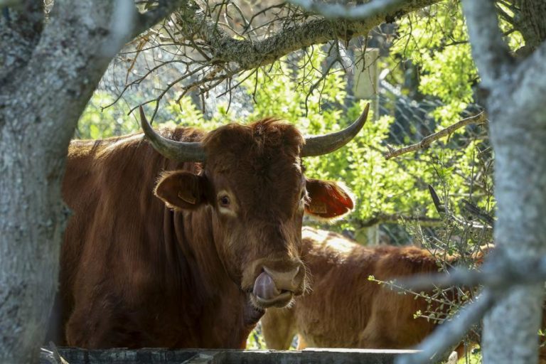 Produtores recuperam raça bovina algarvia dada como extinta e querem comercializá-la