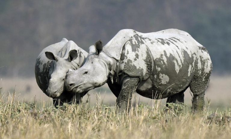 Rinocerontes regressam a parque no Uganda onde estavam extintos desde 1983