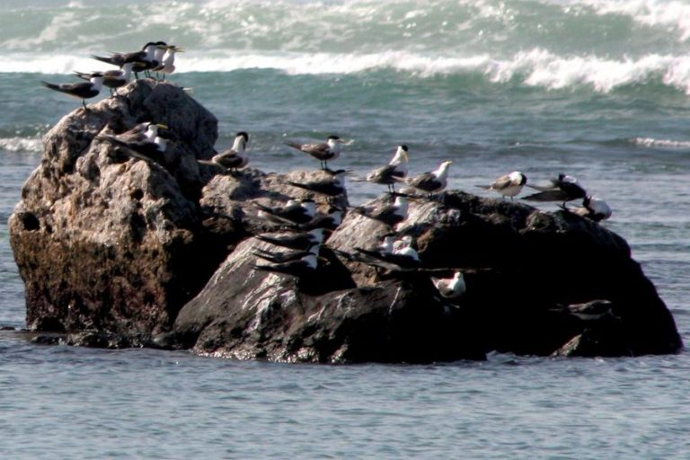 Populações de espécies migratórias em maior risco, 24% das espécies pode desaparecer – ONU