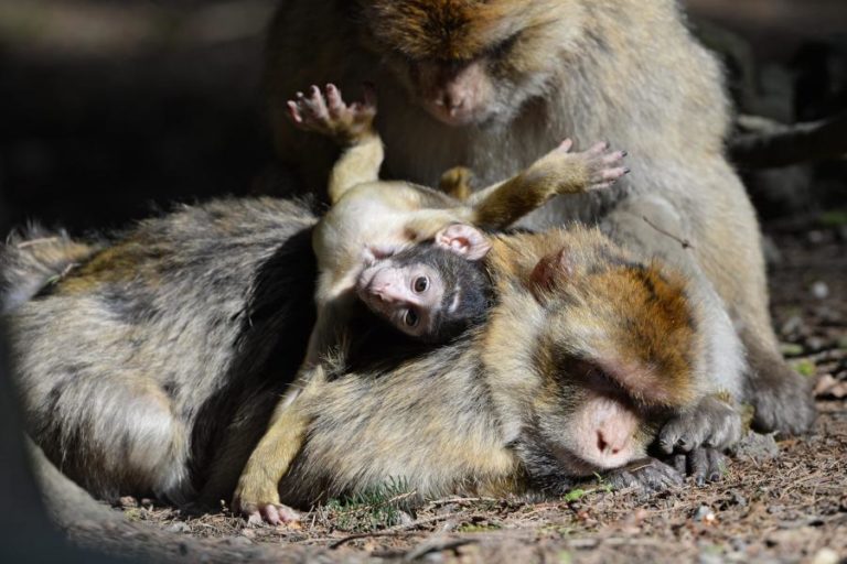 Macacos aprenderam que comer terra ajuda digestão de ‘comida de plástico’ dos turistas