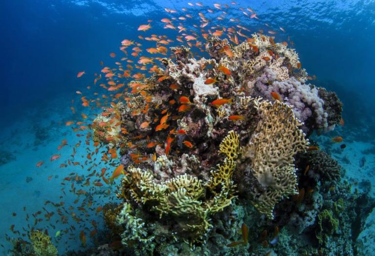 Lusófonos assinam Convenção para a Proteção do Ambiente Marinho no Atlântico Sul