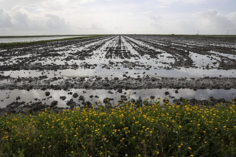 Diretor-geral diz que tem havido casos de contaminação pela ingestão de amêijoa japonesa do Tejo