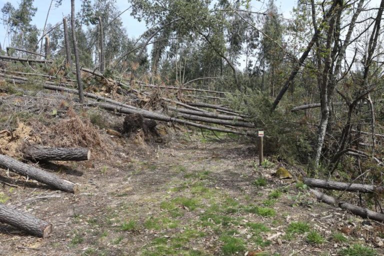 Mata Nacional de Leiria vai vender árvores tombadas em hasta pública e criar memorial