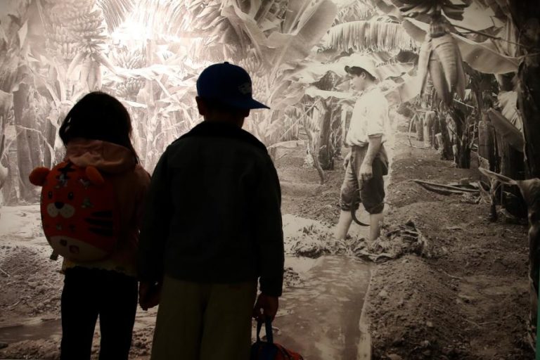 REPORTAGEM: A fruta que se tornou uma imagem de marca da Madeira e tem agora um museu (C/ÁUDIO, VÍDEO e FOTOS)