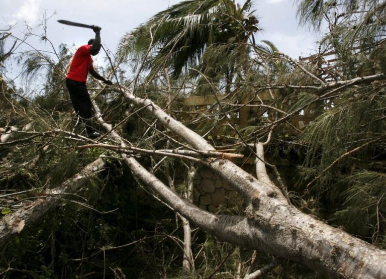 Moçambique quer exportar produtos florestais transformados para reter valor económico