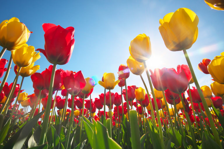 Uma primavera colorida no festival de tulipas em ontário
