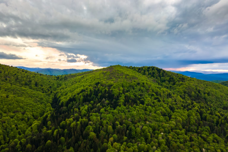 Darkwoods: floresta canadiana que combate as alterações climáticas