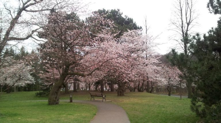 Sakura em Toronto: High Park prepara-se para a floração e enchente de visitantes.