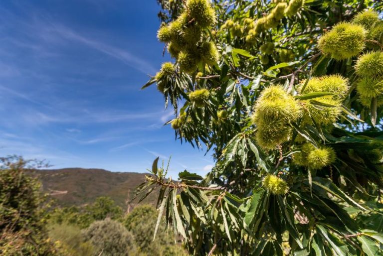 Produto biológico criado pelo IPB com eficácia de 95% na cura do cancro do castanheiro