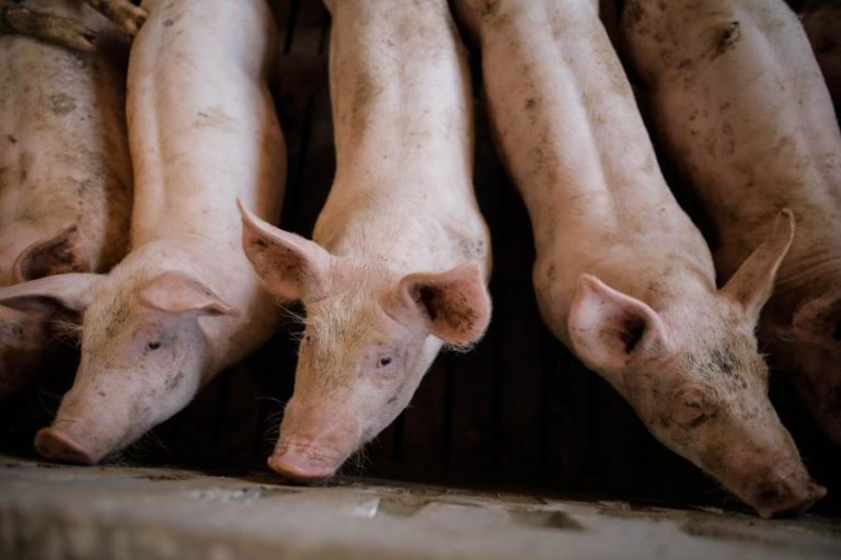 Surtos de peste suína aumentam 76% em porcos na União Europeia em 2025