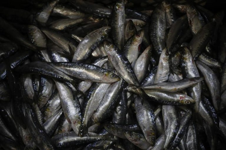 Pesca da sardinha reabre hoje após quase cinco meses encerrada