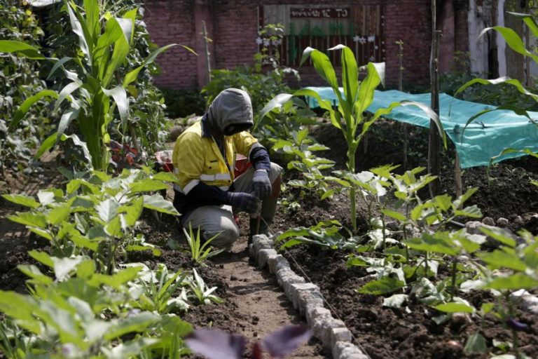 Mais de metade das terras cultivadas em Angola sofreram perdas em 2023/2024
