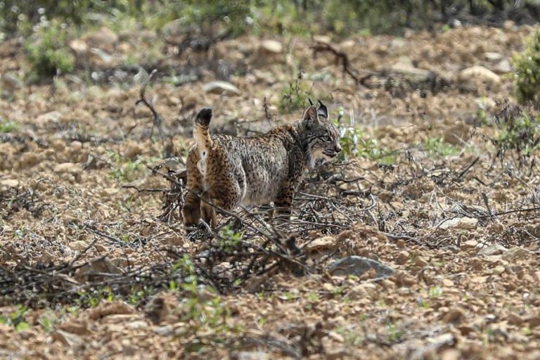 Mudança na equipa do lince ibérico em Silves é uma questão de “gestão interna” – ministra do Ambiente