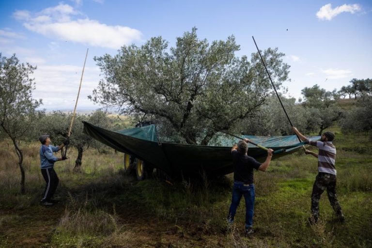 Produção de azeite em Portugal quintuplicou nos últimos 26 anos e ainda está a crescer