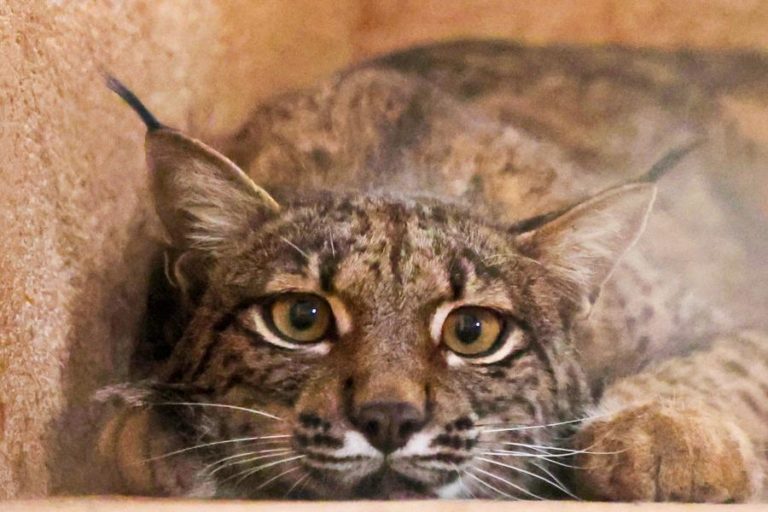 Serra da Malcata vai receber projeto de reintrodução do lince ibérico – ministra